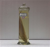 藏品(白腹鯖)的圖片